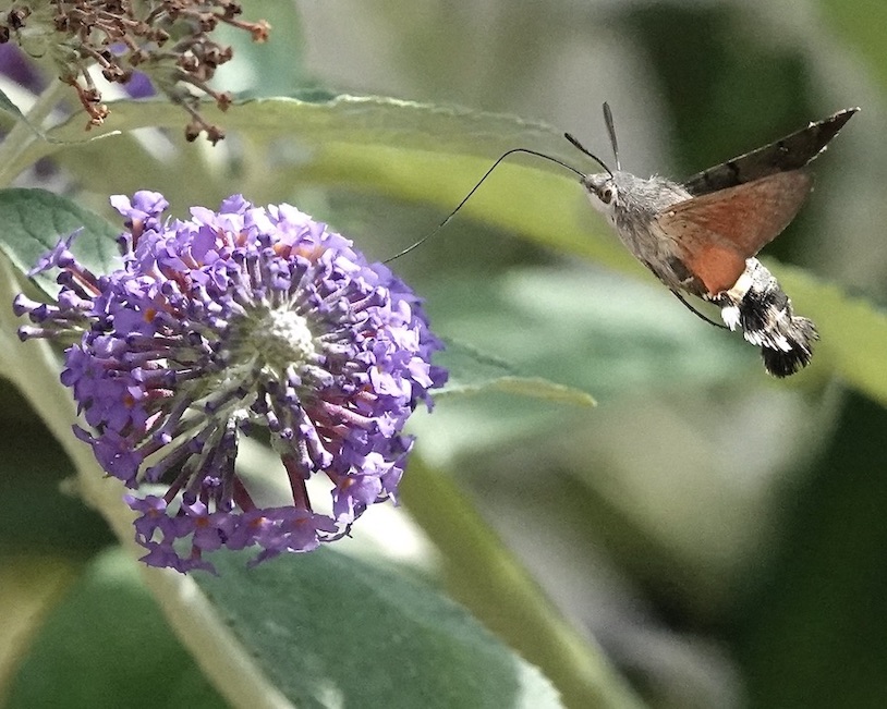 hummingbird hawkmoth